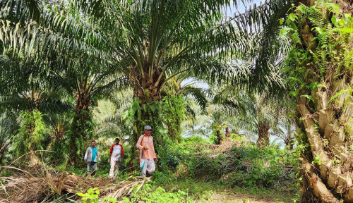 Strategi BPDP Dorong Pengembangan UMKM Berbasis Kelapa Sawit
